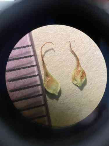 Clustered Field Sedge(Carex praegracilis)