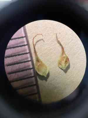 Clustered Field Sedge(Carex praegracilis)