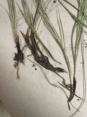Clustered Field Sedge(Carex praegracilis)