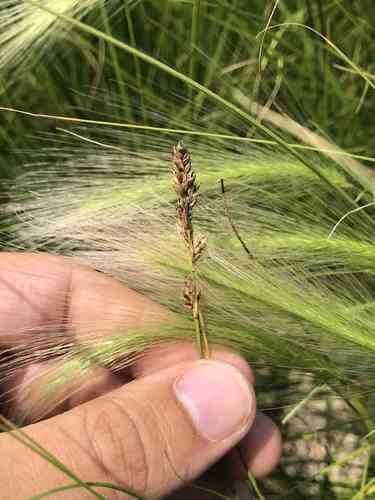 Clustered Field Sedge(Carex praegracilis)