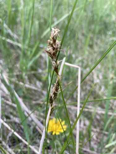 Clustered Field Sedge(Carex praegracilis)