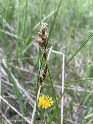 Clustered Field Sedge(Carex praegracilis)