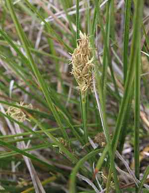 Clustered Field Sedge(Carex praegracilis)