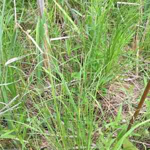 Prairie sedge(Carex prairea)