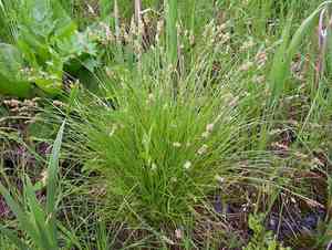Prairie sedge(Carex prairea)