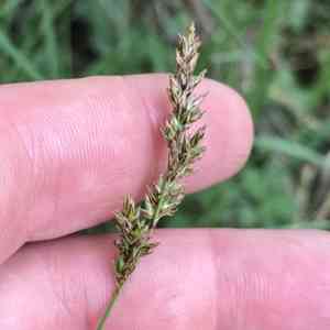 Prairie sedge(Carex prairea)