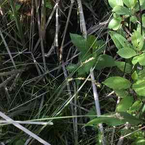Prairie sedge(Carex prairea)