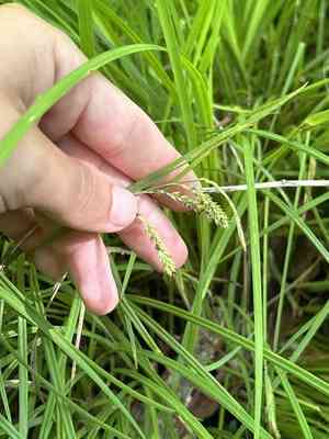 Drooping sedge(Carex prasina)