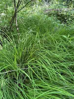 Drooping sedge(Carex prasina)