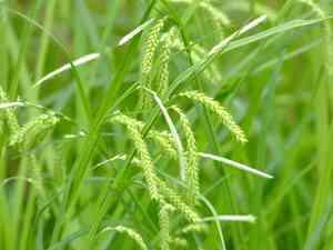 Drooping sedge(Carex prasina)