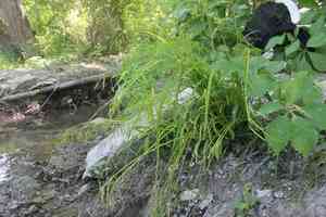 Drooping sedge(Carex prasina)
