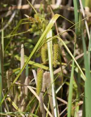 Cypress-like sedge(Carex pseudocyperus)
