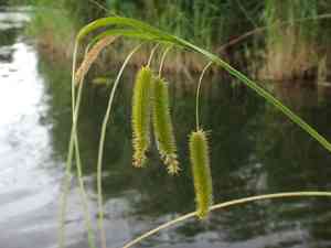 Cypress-like sedge(Carex pseudocyperus)