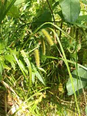 Cypress-like sedge(Carex pseudocyperus)