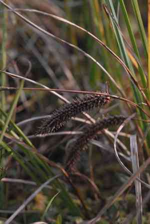 Cypress-like sedge(Carex pseudocyperus)