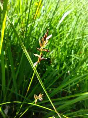 Flea sedge(Carex pulicaris)