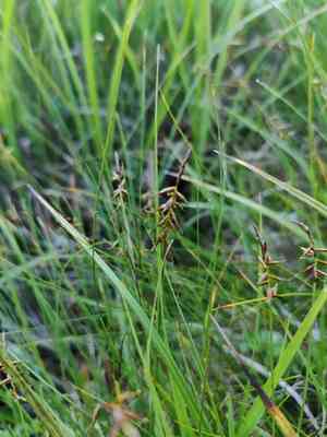 Flea sedge(Carex pulicaris)