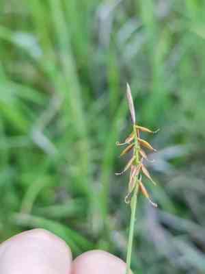 Flea sedge(Carex pulicaris)