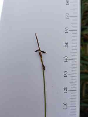 Flea sedge(Carex pulicaris)