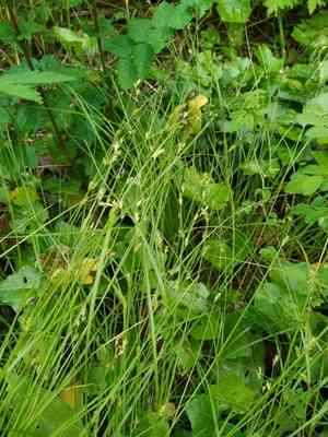 Distant-flowered sedge(Carex remota)