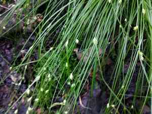 Distant-flowered sedge(Carex remota)