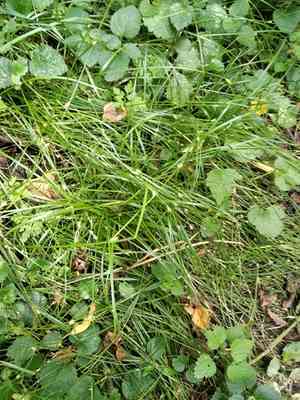 Distant-flowered sedge(Carex remota)