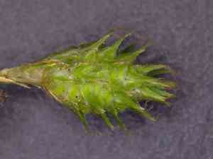 Kidneyshape sedge(Carex reniformis)
