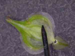 Kidneyshape sedge(Carex reniformis)