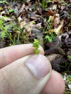 Reflexed sedge(Carex retroflexa)
