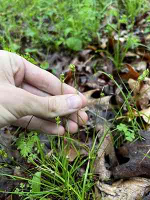 Reflexed sedge(Carex retroflexa)