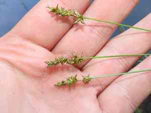 Reflexed sedge(Carex retroflexa)