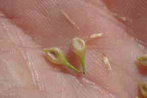 Knotsheath sedge(Carex retrorsa)