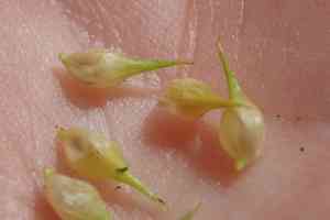 Knotsheath sedge(Carex retrorsa)