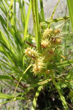 Knotsheath sedge(Carex retrorsa)