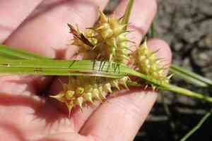 Knotsheath sedge(Carex retrorsa)