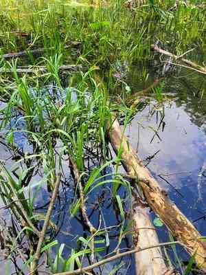 Greater pond-sedge(Carex riparia)