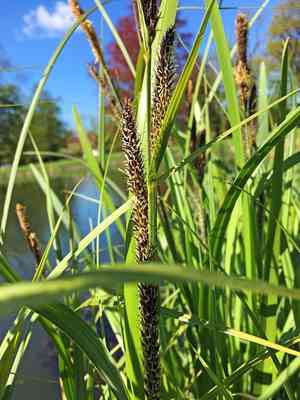Greater pond-sedge(Carex riparia)