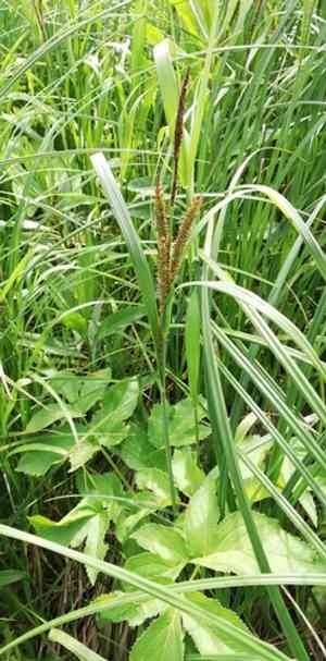 Greater pond-sedge(Carex riparia)