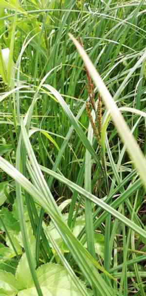 Greater pond-sedge(Carex riparia)