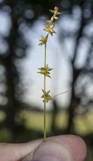Rosy sedge(Carex rosea)