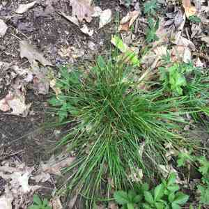 Rosy sedge(Carex rosea)