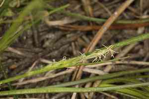 Ross's sedge(Carex rossii)