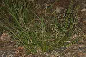 Ross's sedge(Carex rossii)