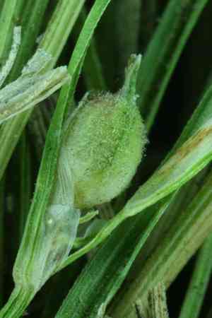 Ross's sedge(Carex rossii)