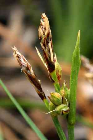 Ross's sedge(Carex rossii)
