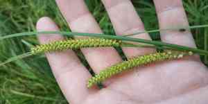 Beaked sedge(Carex rostrata)