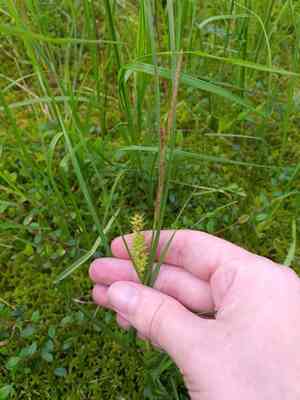 Beaked sedge(Carex rostrata)