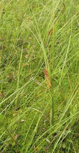 Beaked sedge(Carex rostrata)