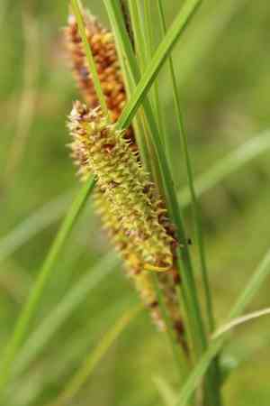 Beaked sedge(Carex rostrata)