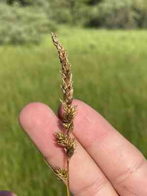 Sartwell's sedge(Carex sartwellii)